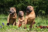 SHAR-PEI 962